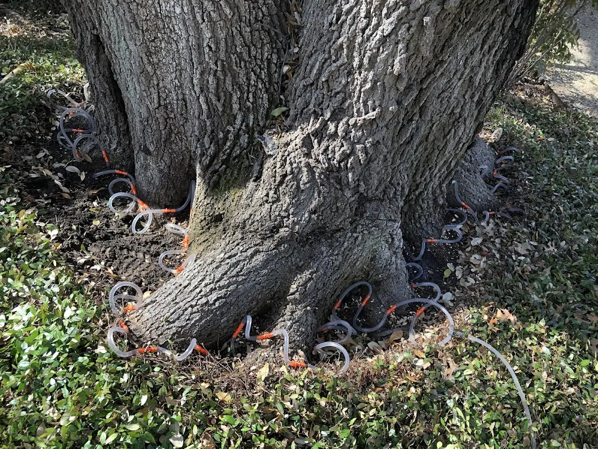 Detailed Tree Cabling and Bracing job site in Rome City