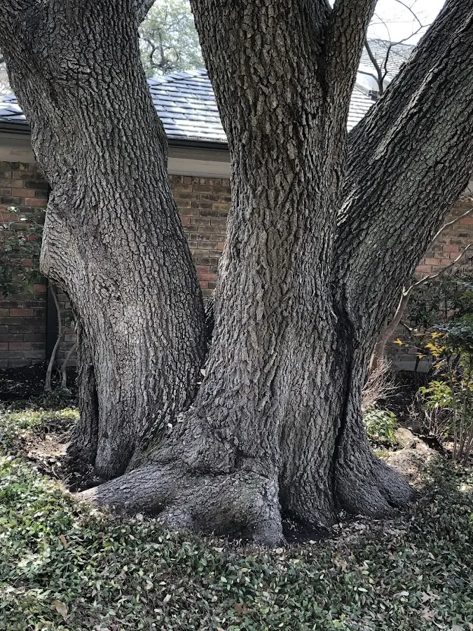 Mature heritage tree close to a Rome City property cared for by certified arborists